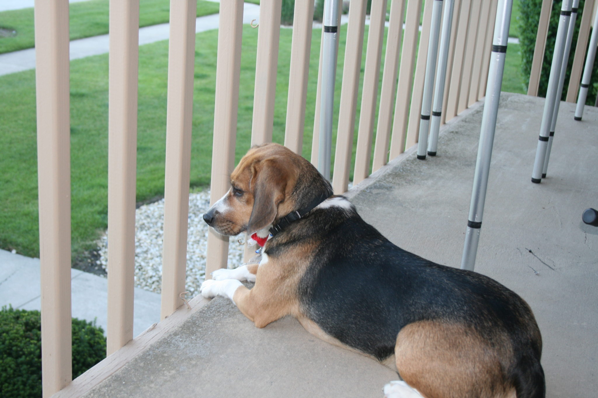 bed bug sniffing dogs bed bug sniffing dogs canine scent detection chicago pest bed bug sniffing dogs bed bug sniffing dogs canine scent detection chicago pest